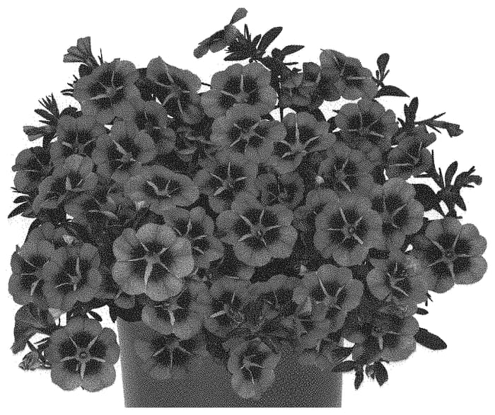 Figure 1 of US plant patent PP34313, the photograph of Docaltitor50 printed in the patent.