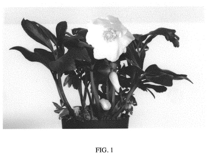 Figure 1 of US plant patent PP34314, the photograph of GRUHEL02 printed in the patent.
