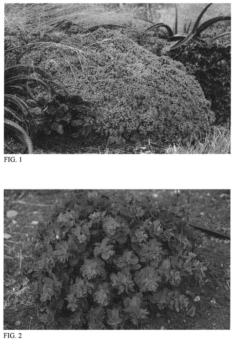 Figure 1 of US plant patent PP34315, the photograph of Rosy Cheeks printed in the patent.
