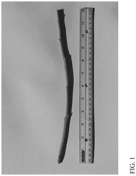 Figure 1 of US plant patent PP34316, the photograph of DrisBlueTwentySeven printed in the patent.