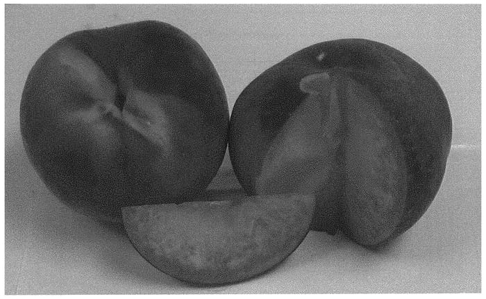 Figure 1 of US plant patent PP34319, the photograph of Wapeachtwo printed in the patent.