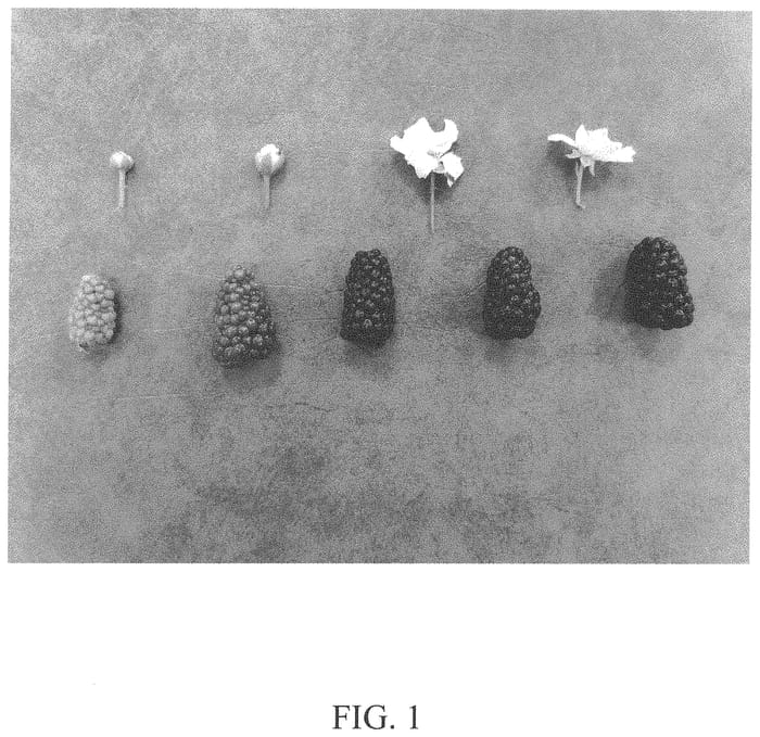 Figure 1 of US plant patent PP34320, the photograph of DrisBlackTwentySix printed in the patent.
