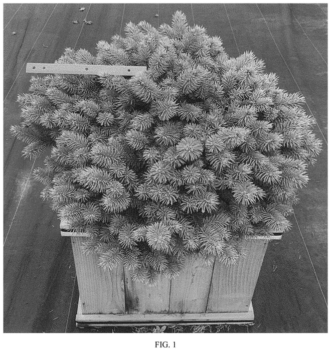 Figure 1 of US plant patent PP34321, the photograph of INHWB printed in the patent.