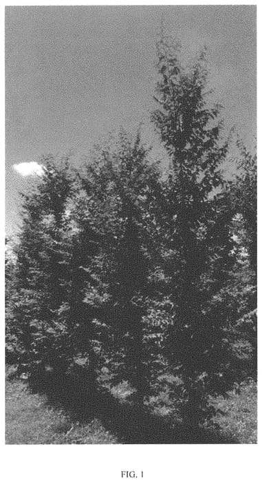 Figure 1 of US plant patent PP34322, the photograph of ZSMTF printed in the patent.