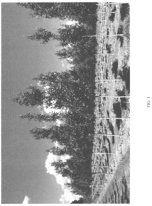 Figure 1 of US plant patent PP34323, the photograph of QNMTF2 printed in the patent.