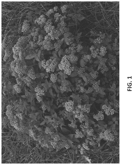 Figure 1 of US plant patent PP34324, the photograph of MAD-SP1 printed in the patent.