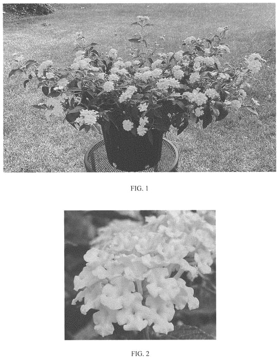 Figure 1 of US plant patent PP34325, the photograph of Balandolim printed in the patent.