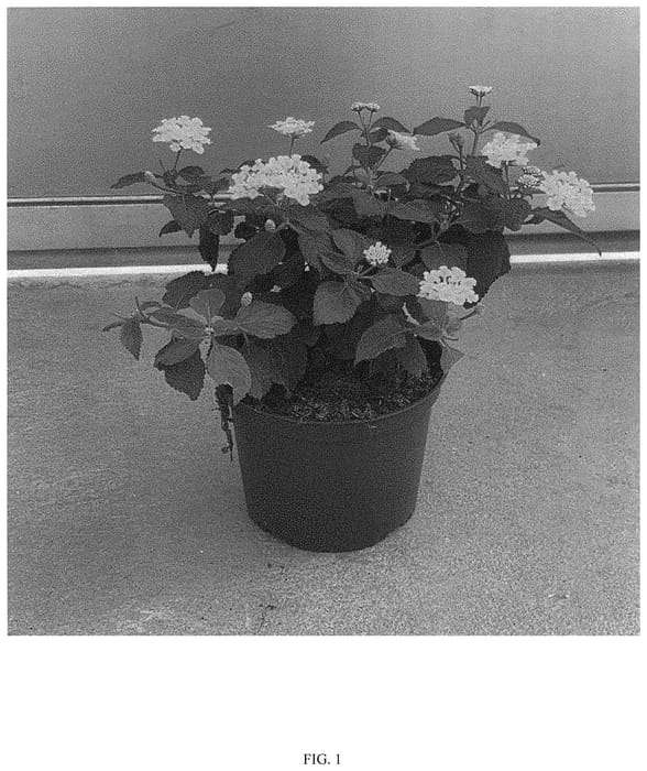 Figure 1 of US plant patent PP34326, the photograph of SAILAN001 printed in the patent.