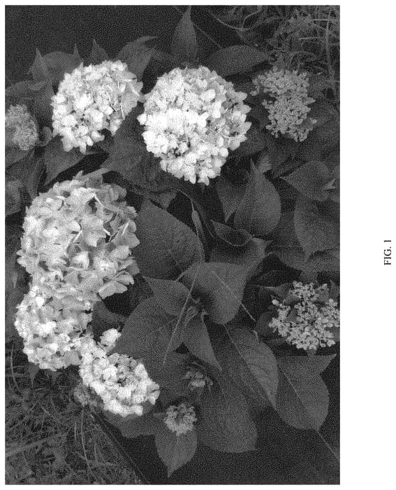 Figure 1 of US plant patent PP34327, the photograph of SMNHSME printed in the patent.