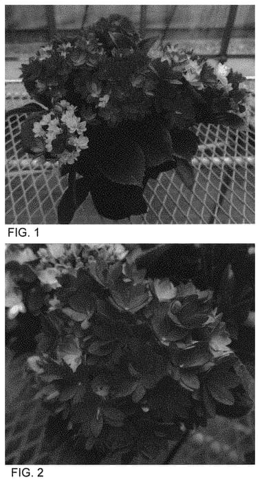 Figure 1 of US plant patent PP34328, the photograph of FRCK 003 S 9 printed in the patent.
