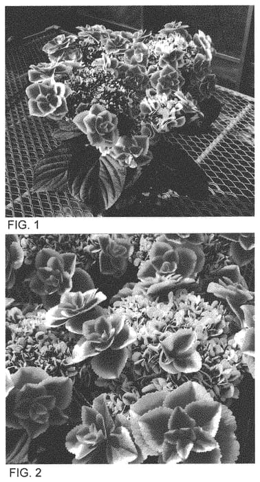 Figure 1 of US plant patent PP34329, the photograph of FRCK 003 S 123 printed in the patent.