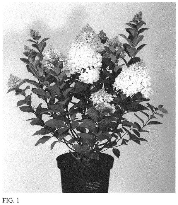 Figure 1 of US plant patent PP34330, the photograph of LC NO15 printed in the patent.