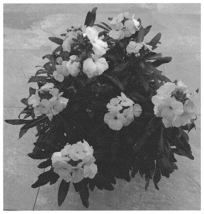 Figure 1 of US plant patent PP34331, the photograph of Doerywaci printed in the patent.