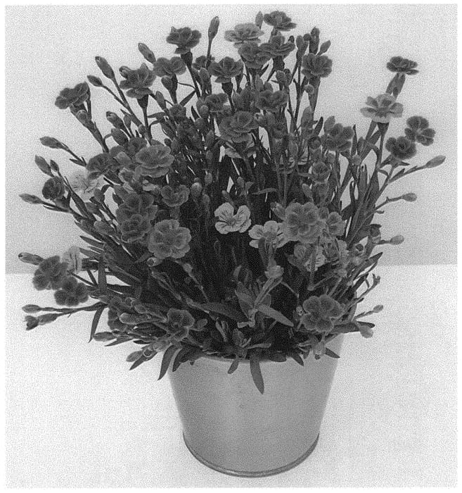 Figure 1 of US plant patent PP34332, the photograph of KLEDG22997 printed in the patent.