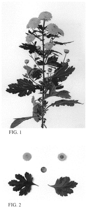 Figure 1 of US plant patent PP34333, the photograph of DLFSAMP2 printed in the patent.