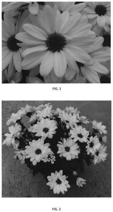 Figure 1 of US plant patent PP34334, the photograph of CIDZ0112 printed in the patent.