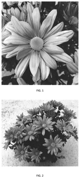 Figure 1 of US plant patent PP34335, the photograph of CIDZ0110 printed in the patent.