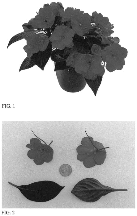 Figure 1 of US plant patent PP34336, the photograph of Kitoreno printed in the patent.