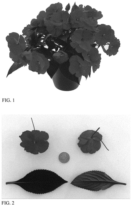 Figure 1 of US plant patent PP34337, the photograph of Kiyonita printed in the patent.