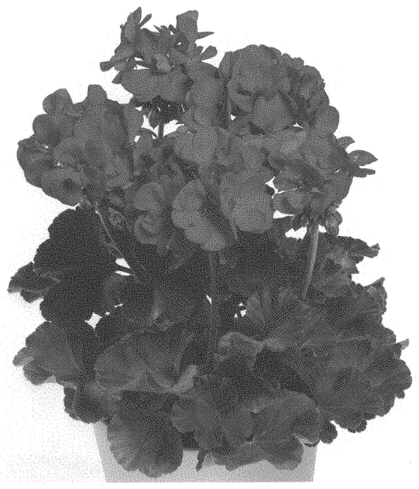 Figure 1 of US plant patent PP34338, the photograph of Pacneonimp printed in the patent.