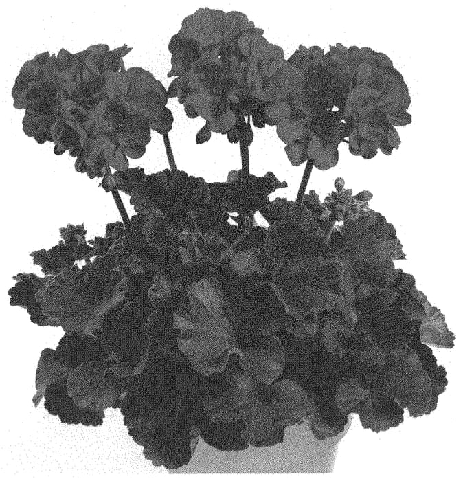 Figure 1 of US plant patent PP34339, the photograph of Pacsamara printed in the patent.