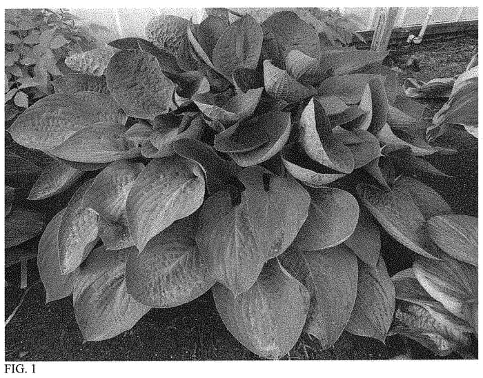 Figure 1 of US plant patent PP34341, the photograph of Above the Clouds printed in the patent.