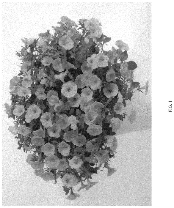 Figure 1 of US plant patent PP34342, the photograph of DPETHLOYLW printed in the patent.