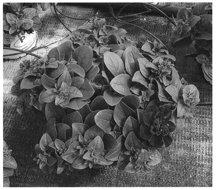 Figure 1 of US plant patent PP34343, the photograph of Petunia plant named 'KLEPH22428 printed in the patent.