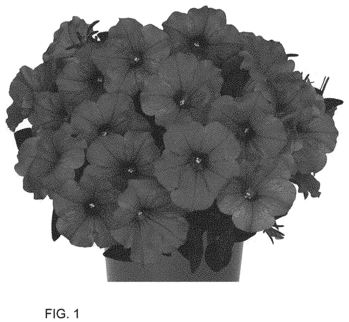 Figure 1 of US plant patent PP34344, the photograph of Dopetdurawa printed in the patent.