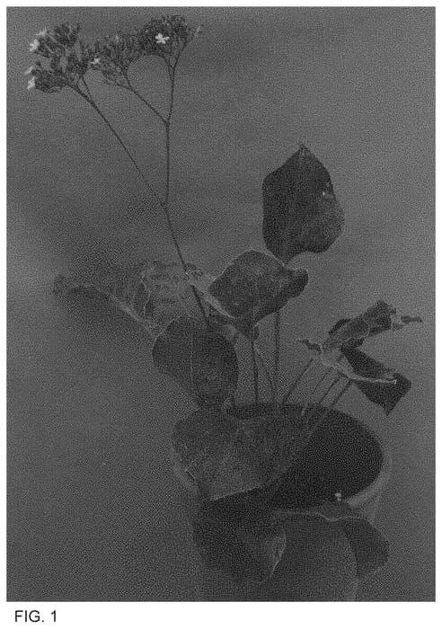 Figure 1 of US plant patent PP34345, the photograph of INLIMPURPA printed in the patent.