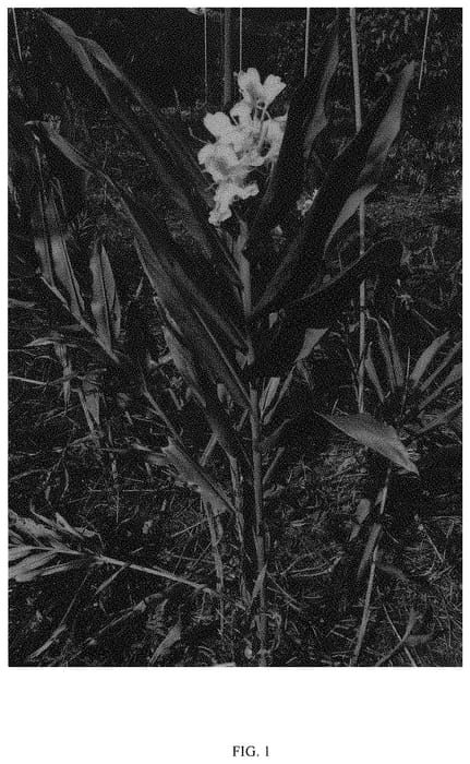 Figure 1 of US plant patent PP34346, the photograph of CHEN XI printed in the patent.