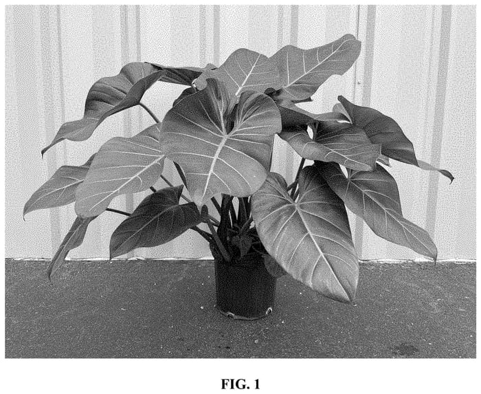 Figure 1 of US plant patent PP34347, the photograph of Summer Glory printed in the patent.