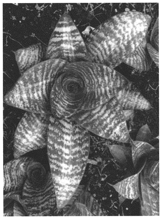 Figure 1 of US plant patent PP34348, the photograph of OSV Sans 004 printed in the patent.