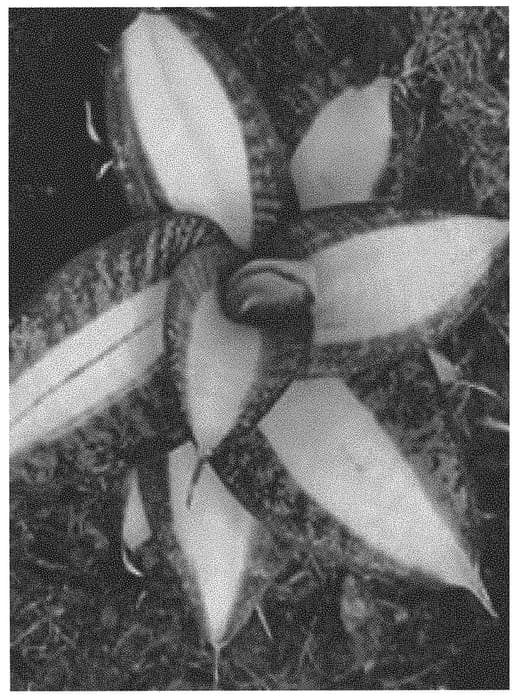 Figure 1 of US plant patent PP34349, the photograph of OSV Sans 005 printed in the patent.