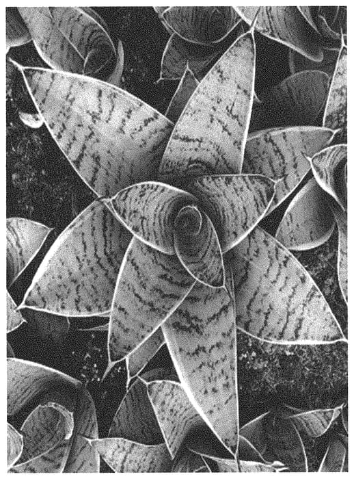Figure 1 of US plant patent PP34350, the photograph of OSV Sans 001 printed in the patent.
