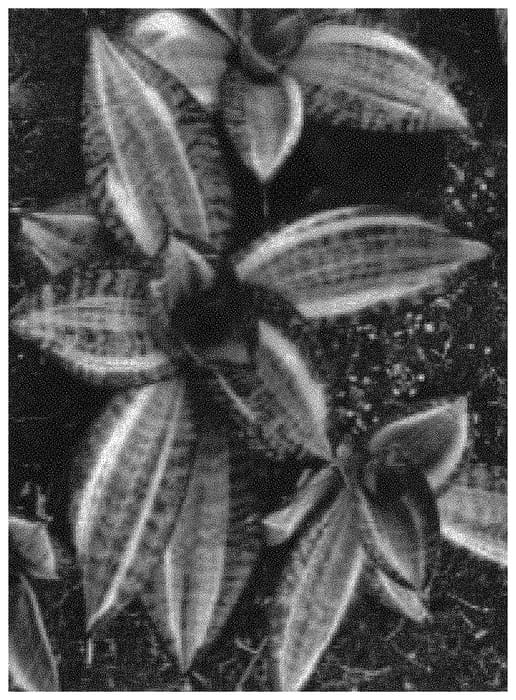 Figure 1 of US plant patent PP34351, the photograph of OSV Sans 003 printed in the patent.
