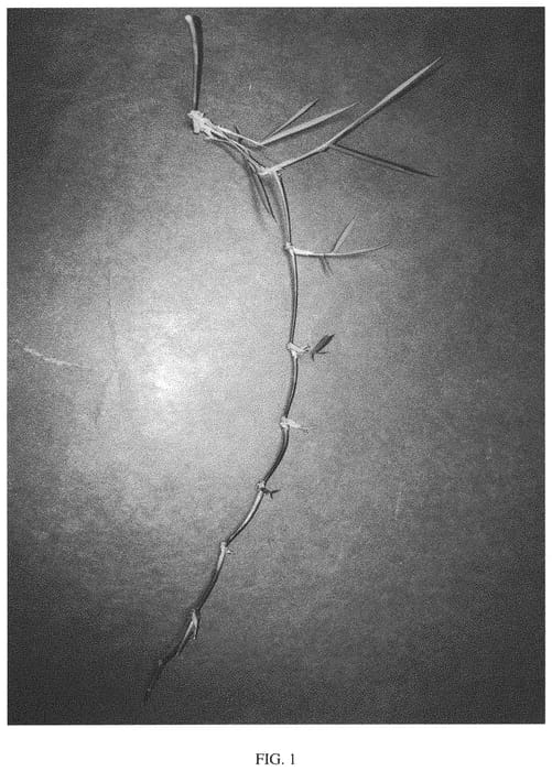 Figure 1 of US plant patent PP34352, the photograph of FAES1307 printed in the patent.