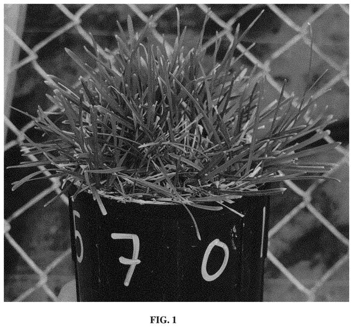 Figure 1 of US plant patent PP34353, the photograph of TAES 5701 printed in the patent.