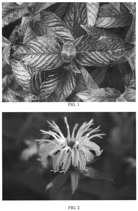 Figure 1 of US plant patent PP34354, the photograph of Midnight Oil printed in the patent.
