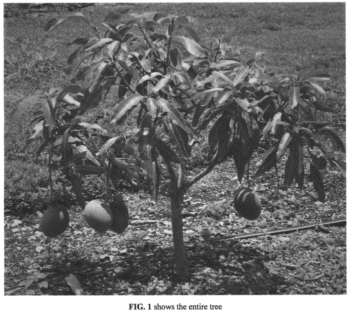 Figure 1 of US plant patent PP34355, the photograph of Cherry printed in the patent.