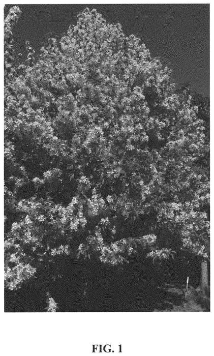 Figure 1 of US plant patent PP34356, the photograph of JFS KW218MX printed in the patent.