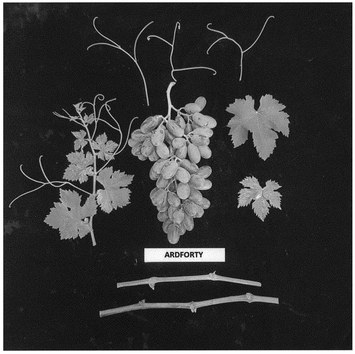 Figure 1 of US plant patent PP34357, the photograph of ARDFORTY printed in the patent.