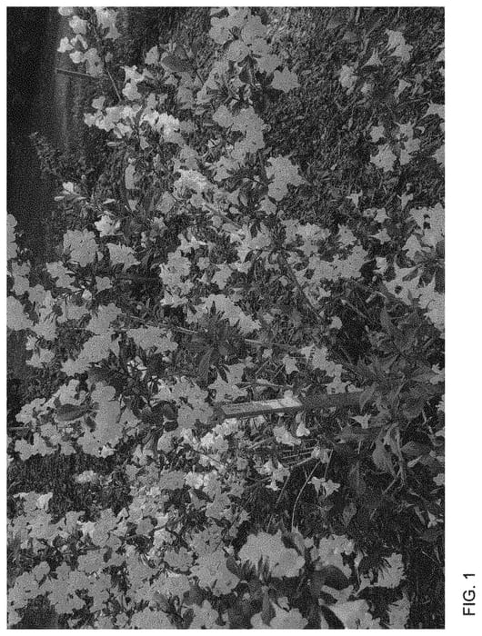 Figure 1 of US plant patent PP34358, the photograph of SMNWFGC printed in the patent.