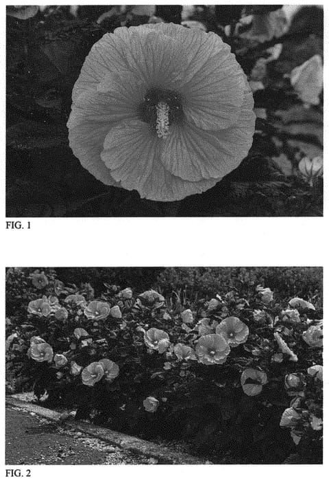 Figure 1 of US plant patent PP34359, the photograph of Edge of Night printed in the patent.