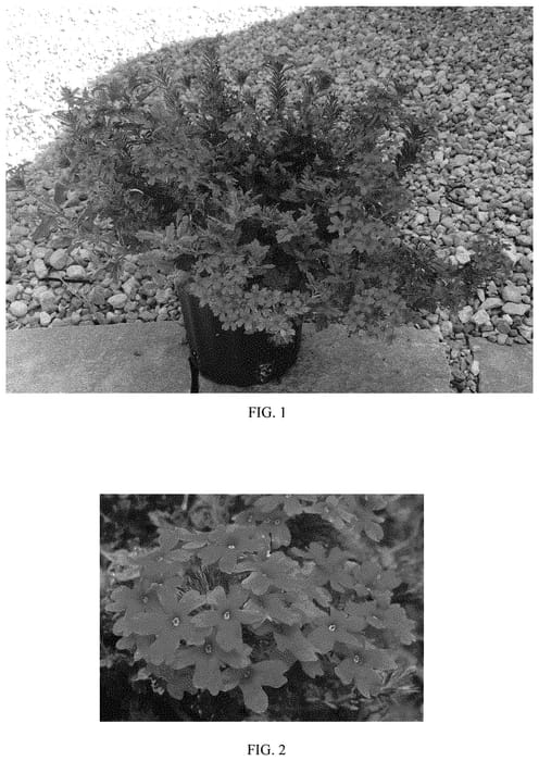 Figure 1 of US plant patent PP34360, the photograph of Homestead Hot Pink printed in the patent.