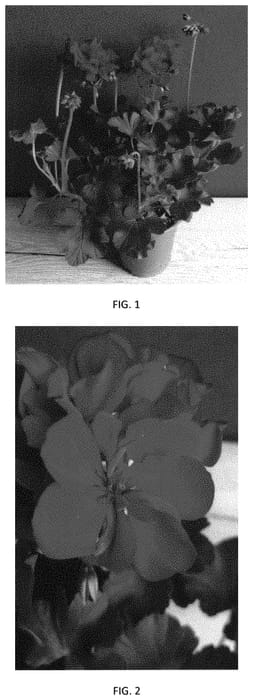 Figure 1 of US plant patent PP34361, the photograph of PEQZ0086 printed in the patent.