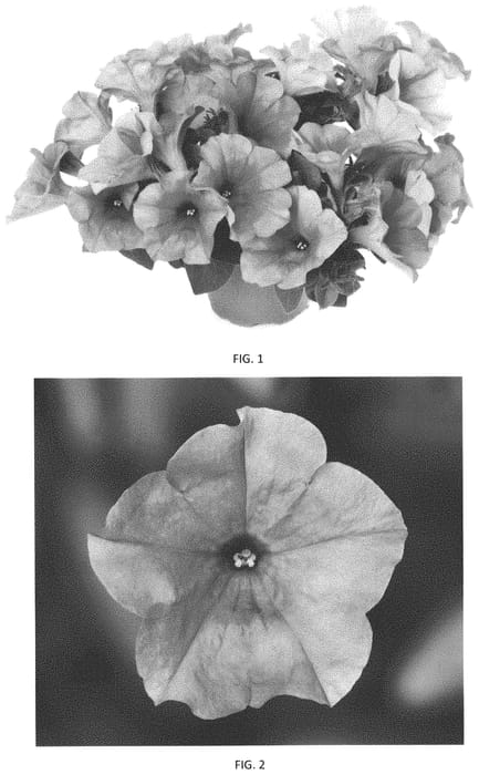 Figure 1 of US plant patent PP34362, the photograph of PEHY0053 printed in the patent.