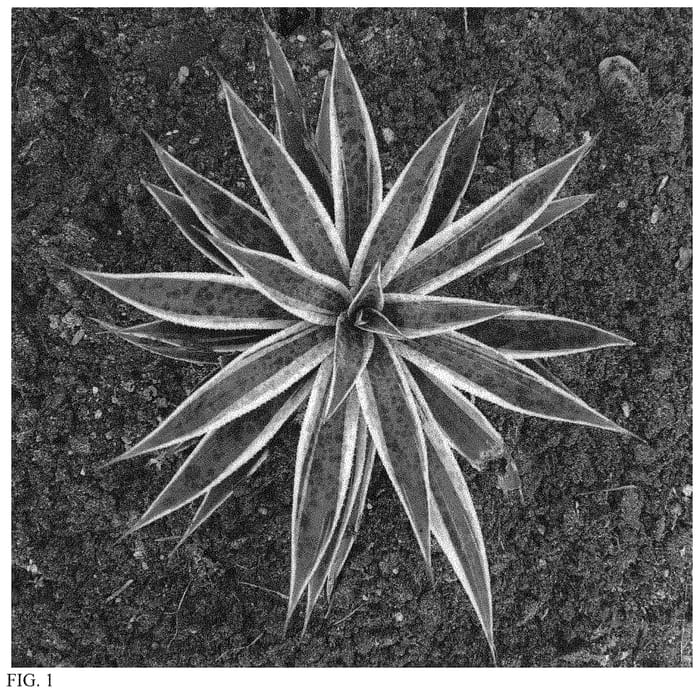 Figure 1 of US plant patent PP34363, the photograph of Pineapple Smoothie printed in the patent.