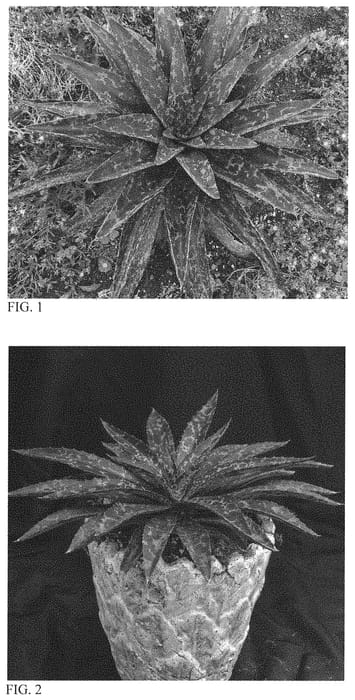 Figure 1 of US plant patent PP34364, the photograph of Maverick printed in the patent.