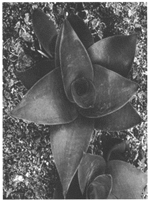 Figure 1 of US plant patent PP34365, the photograph of OSV Sans 014 printed in the patent.